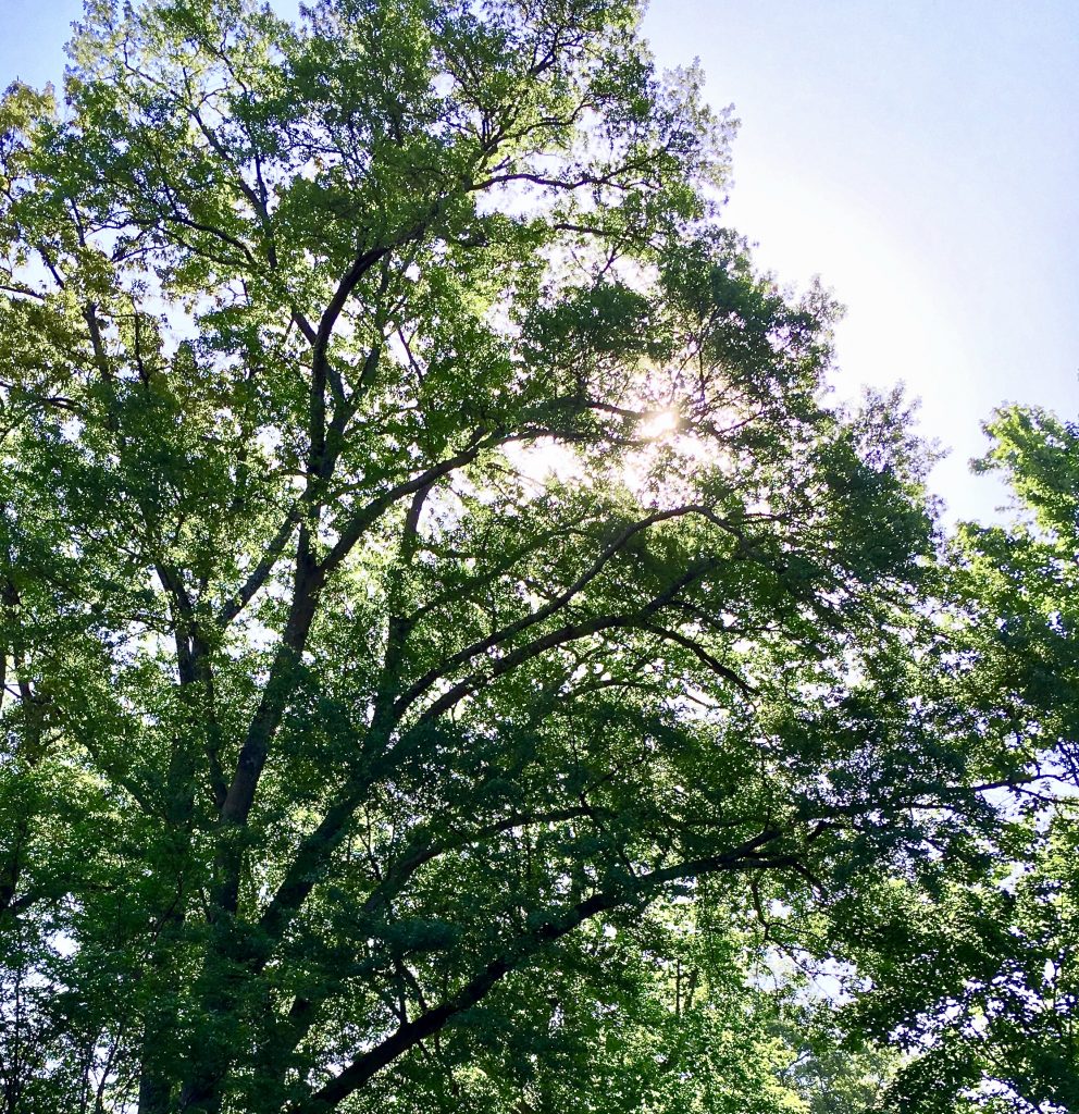 If You're Out, Look Up: Midtown Arboretums, Canopies of Trees Return